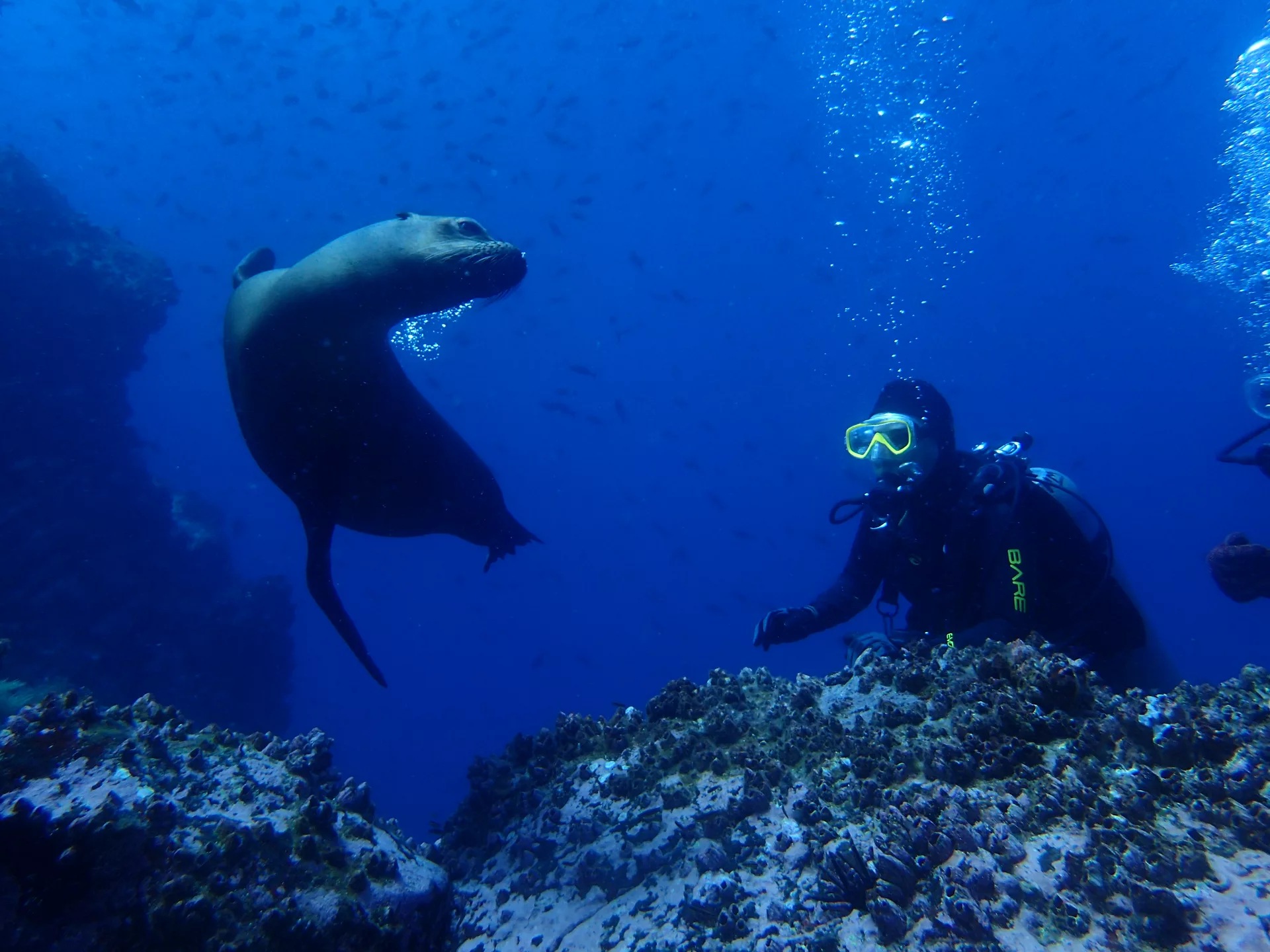 Enhance Your Dive: Nitrox Course in Santa Cruz with PADI Center