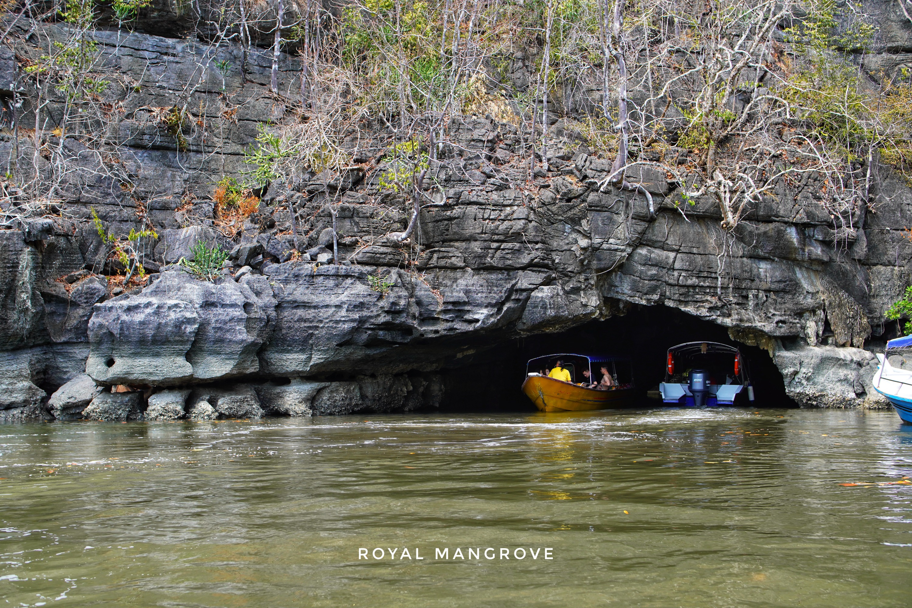 Royal Mangrove Tour in Langkawi