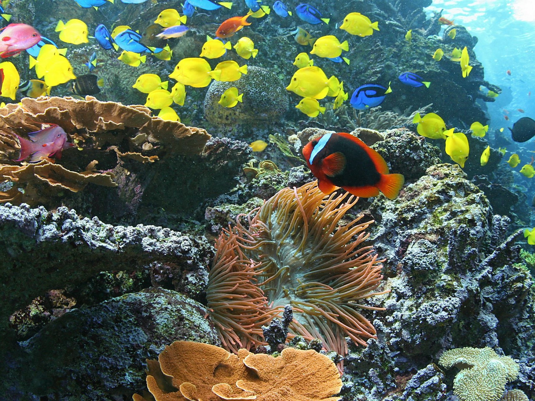 亞特蘭大佐治亞水族館門票