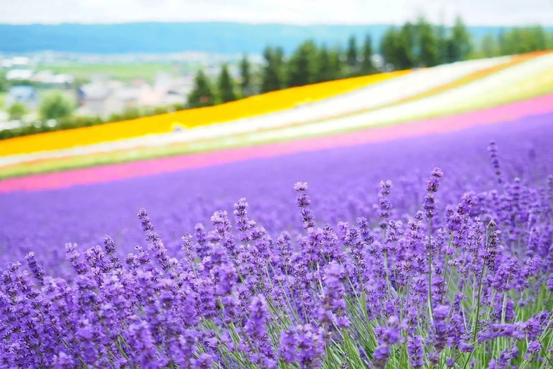 滿山遍野的薰衣草,夏季限定美景 滿山遍野的薰衣草,夏季限定美景
