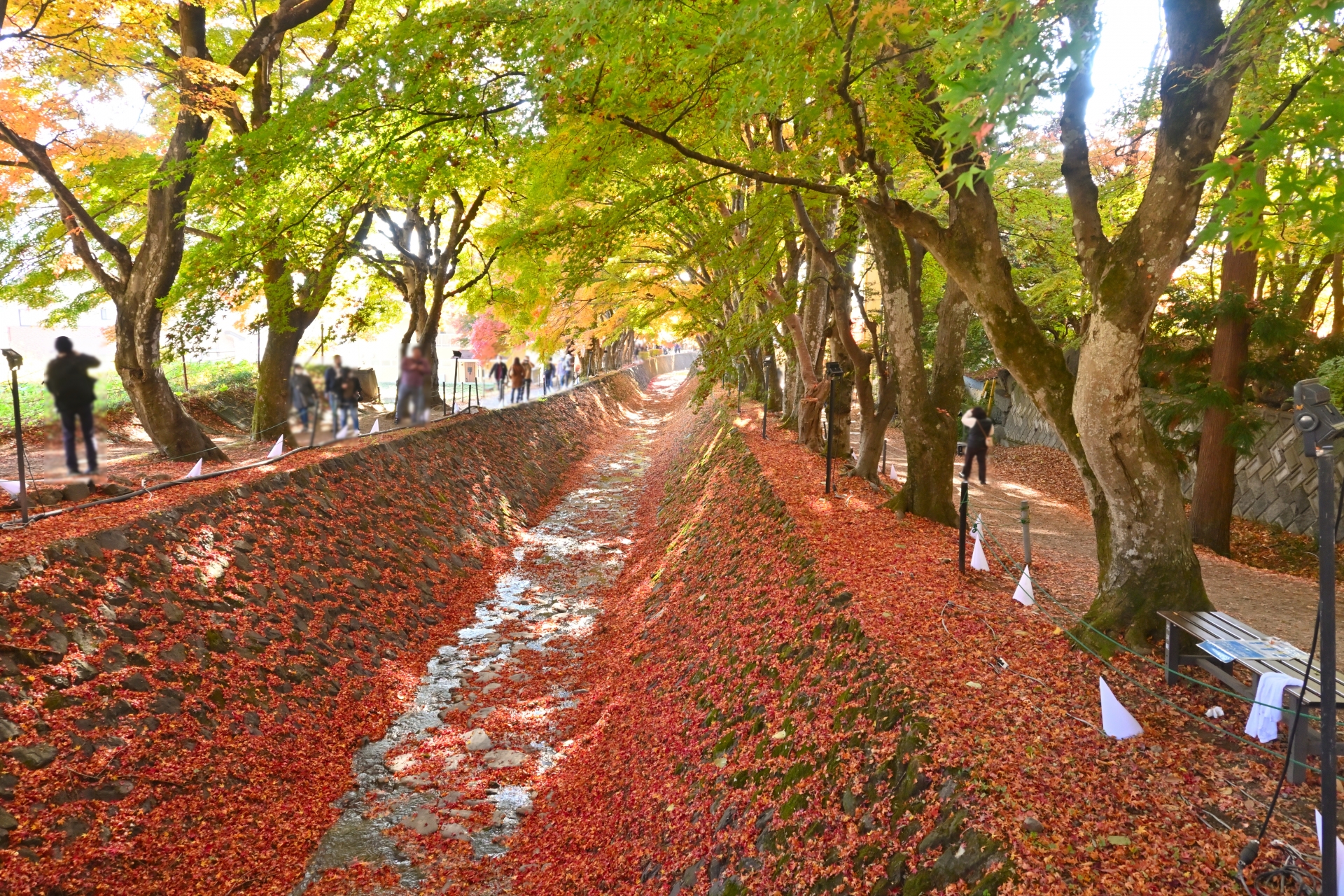 河口湖的紅葉迴廊是著名的楓葉步道，秋天化為金紅色的發光隧道。非常適合慢步漫遊，沉浸河口湖的季節魅力。