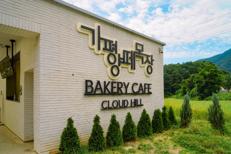 與在廣闊綠色草地上自由漫步的可愛綿羊相遇。