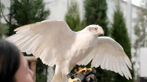 獨家鵜鶘&老鷹飛行秀、生態導覽與親子體驗!