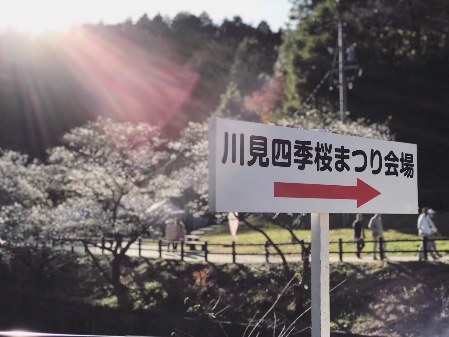 永保寺＆香嵐溪賞楓葉＆四季櫻一日遊（名古屋出發）