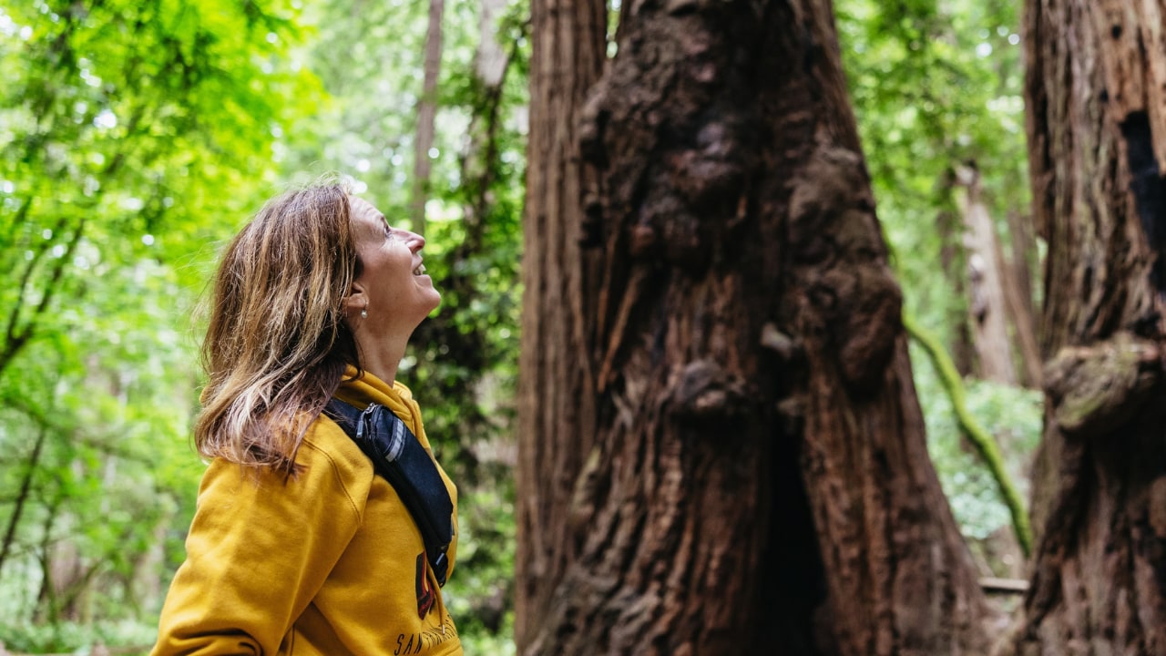抬頭仰望，沉浸在繆爾紅木森林 (Muir Woods) 高聳的紅木群中，令人讚嘆不已