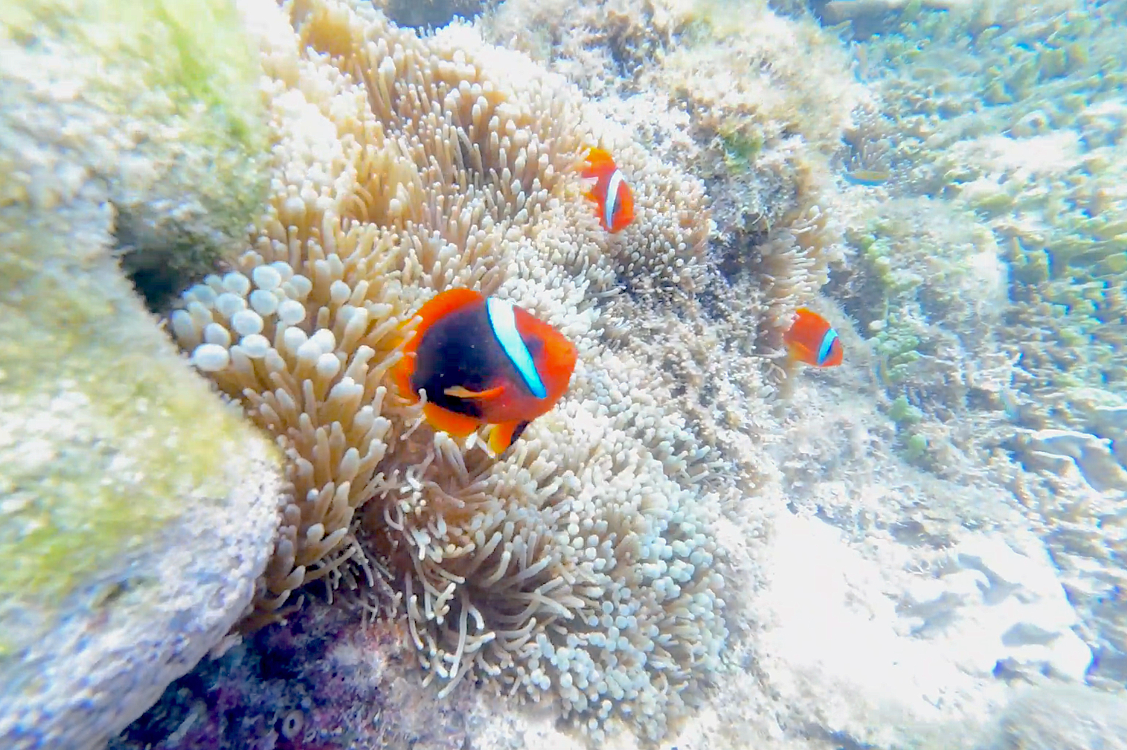Napaling Sardines Run with Hinagdanan Cave Tour