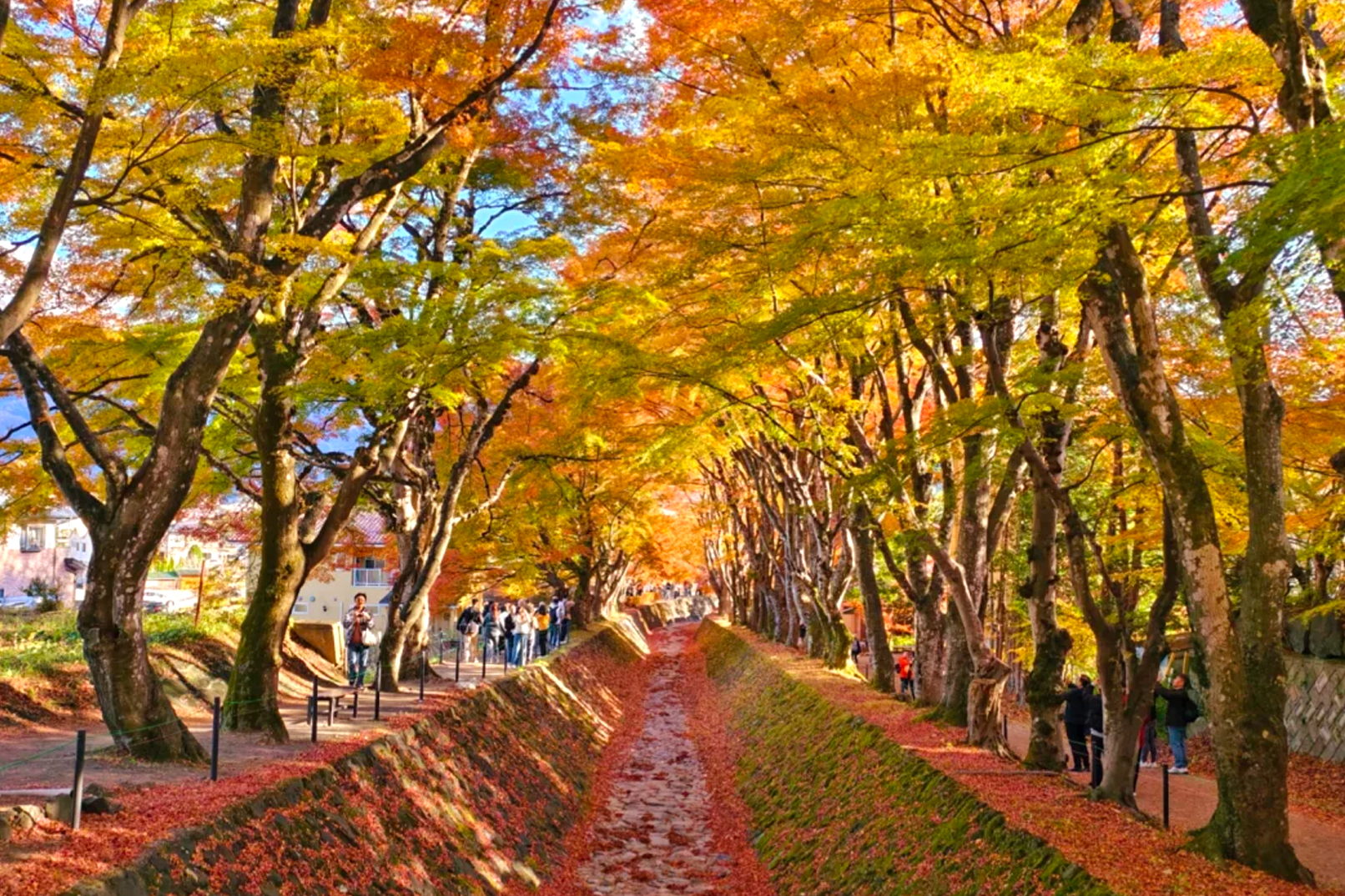 河口湖紅葉迴廊 河口湖紅葉迴廊