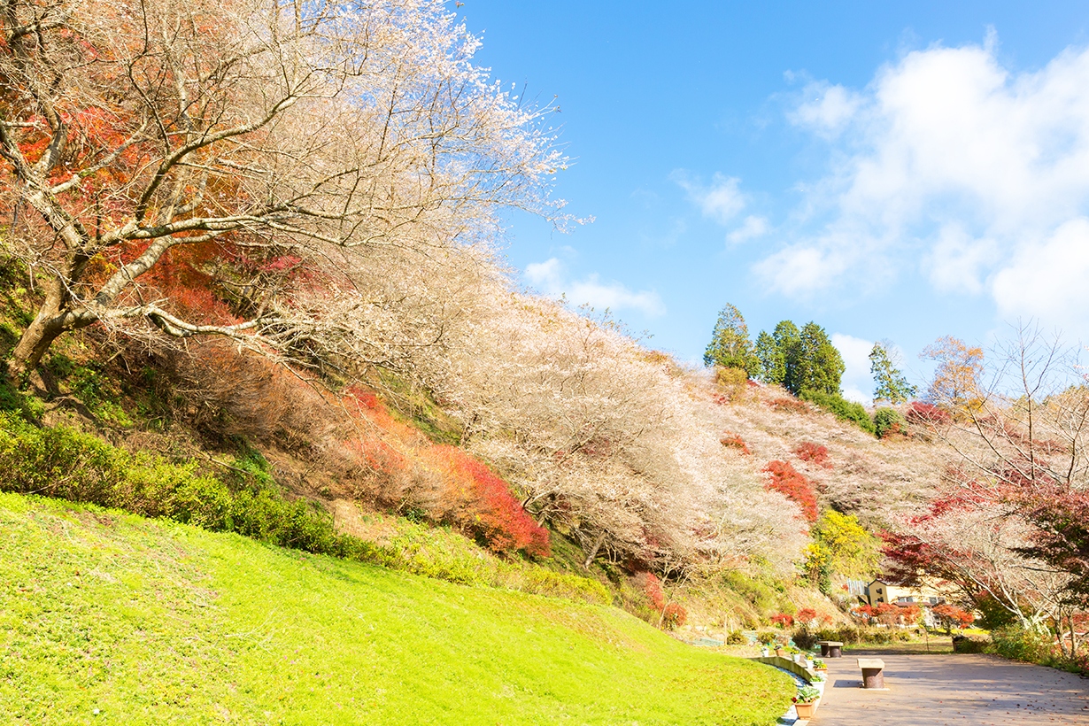 岐阜｜虎溪山永保寺＆香嵐溪“櫻花楓葉同框”一日遊｜名古屋出發