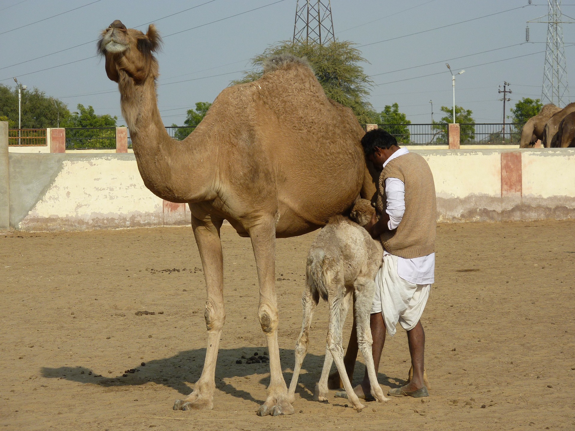 Visit Bikaner in Private Car with Local Guide Service