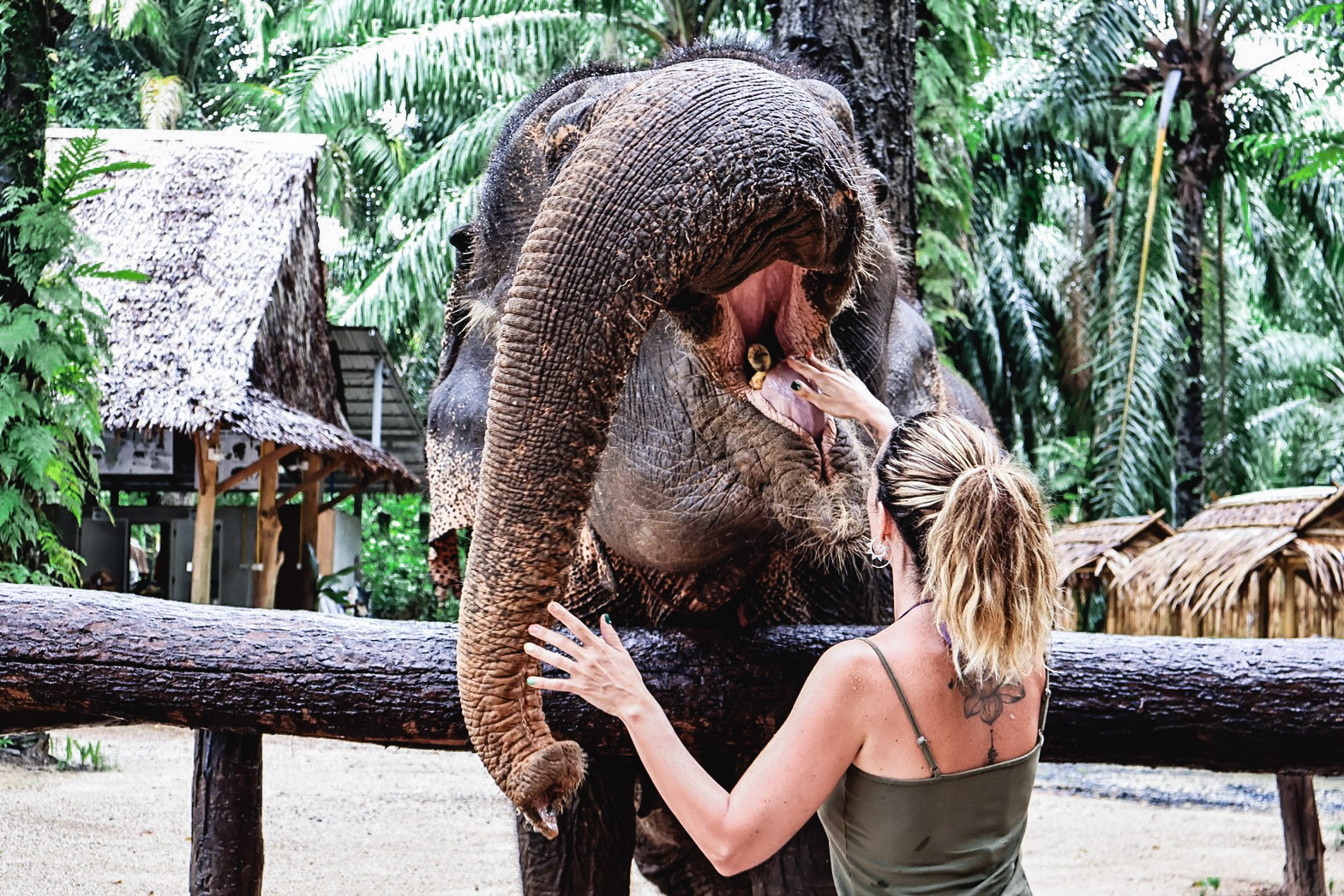 甲米大象保護區（Krabi Elephant Shelter）體驗