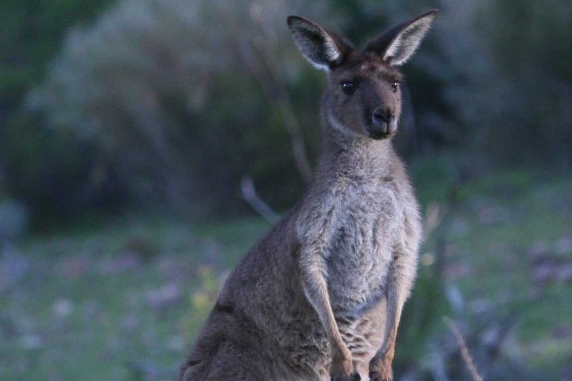 1 Day Flinders Ranges Southern 4WD Eco Safari Tour