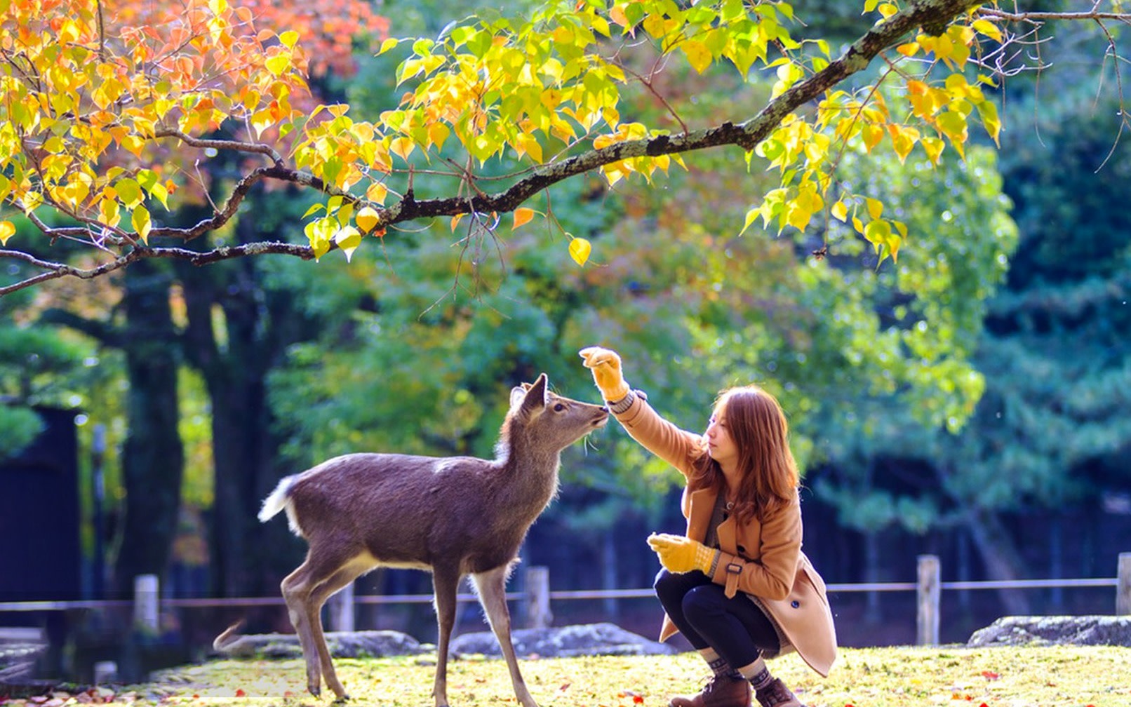 [Kyoto Nara Arashiyama Classic One-Day Tour] Arashiyama Train & Nara Park & Fushimi Inari Shrine Senbon Torii & Togetsukyo Bridge & Bamboo Forest Path & Kimono Experience (Departing from Osaka)