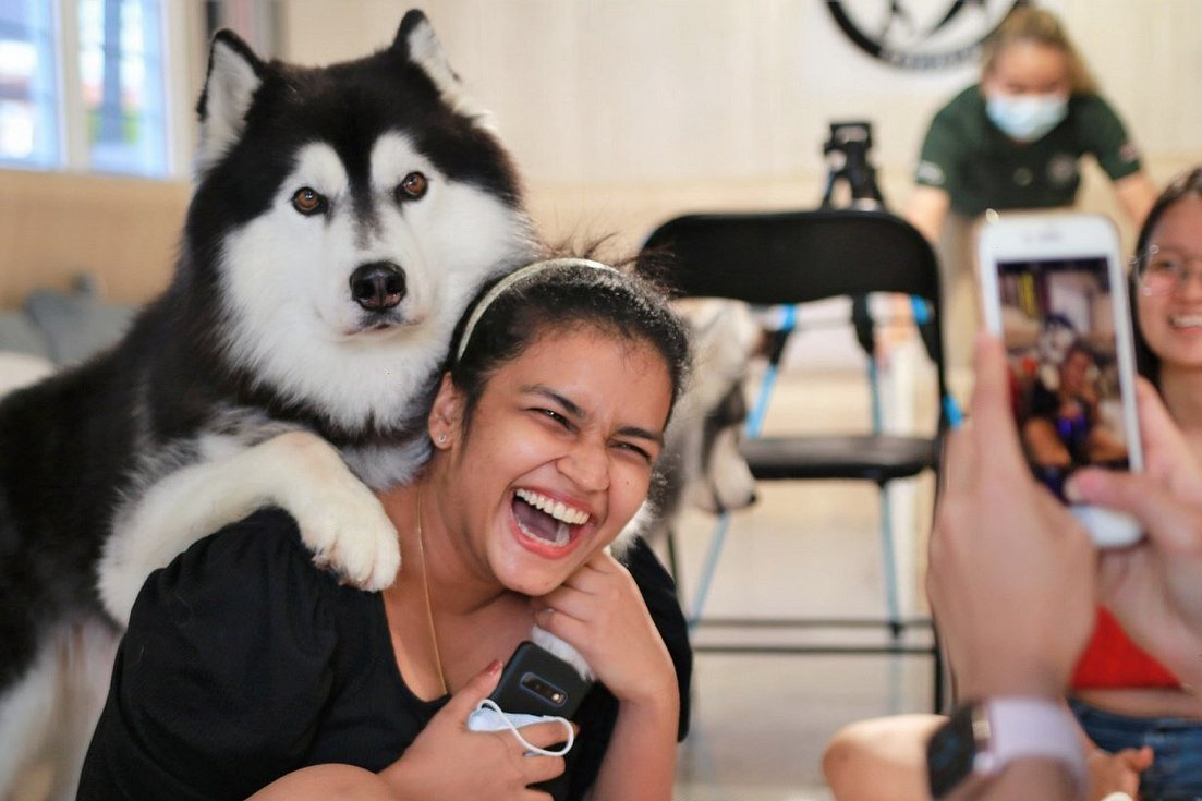 馬六甲哈士奇和柴犬體驗中心 (Siberian Husky and Shiba Inu Experience Centre in Melaka)