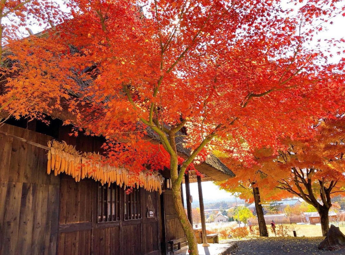 富士山四大名勝景點一日遊（東京出發)