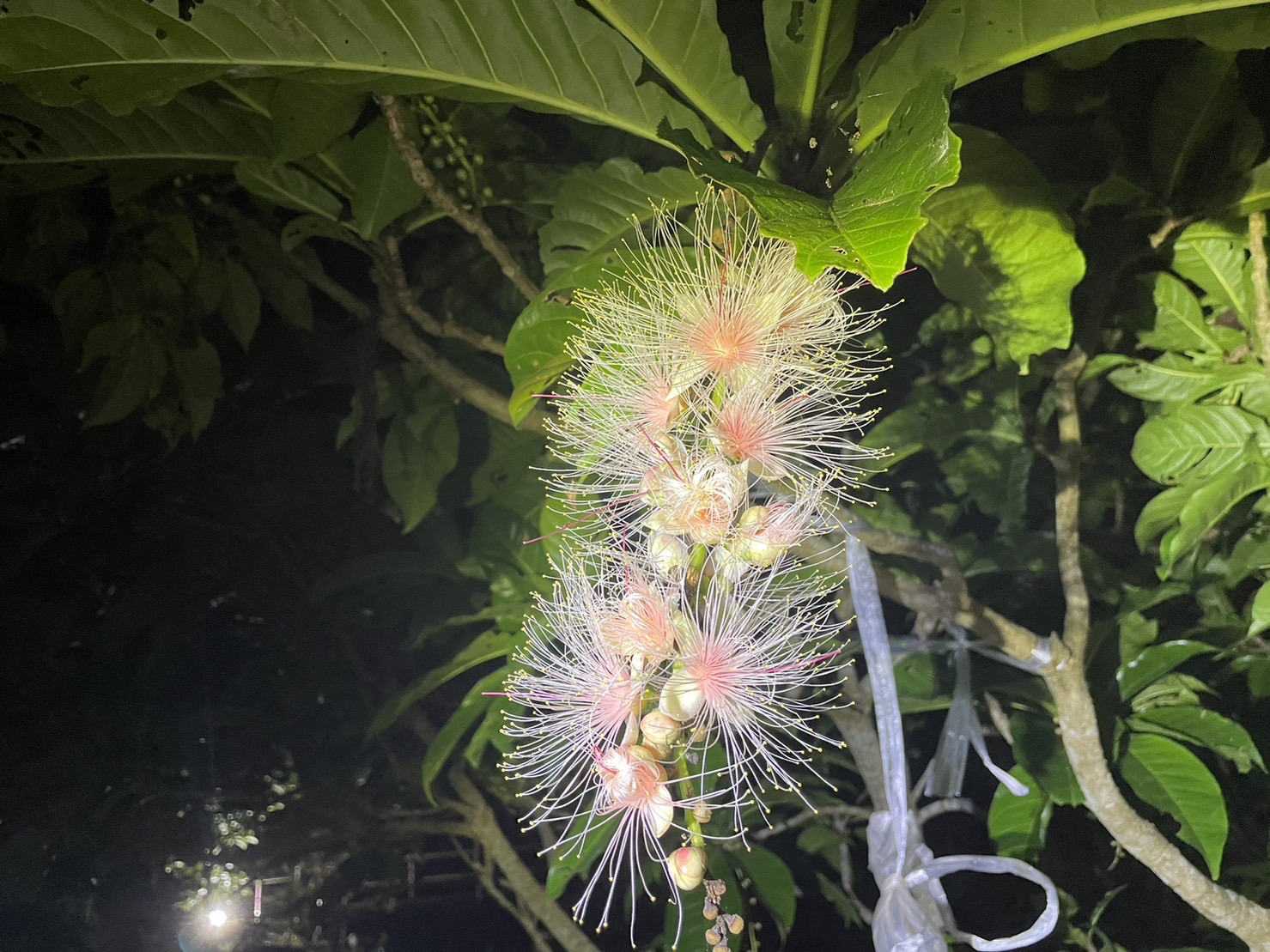 【限時】沖繩沙裡花一日賞花之旅