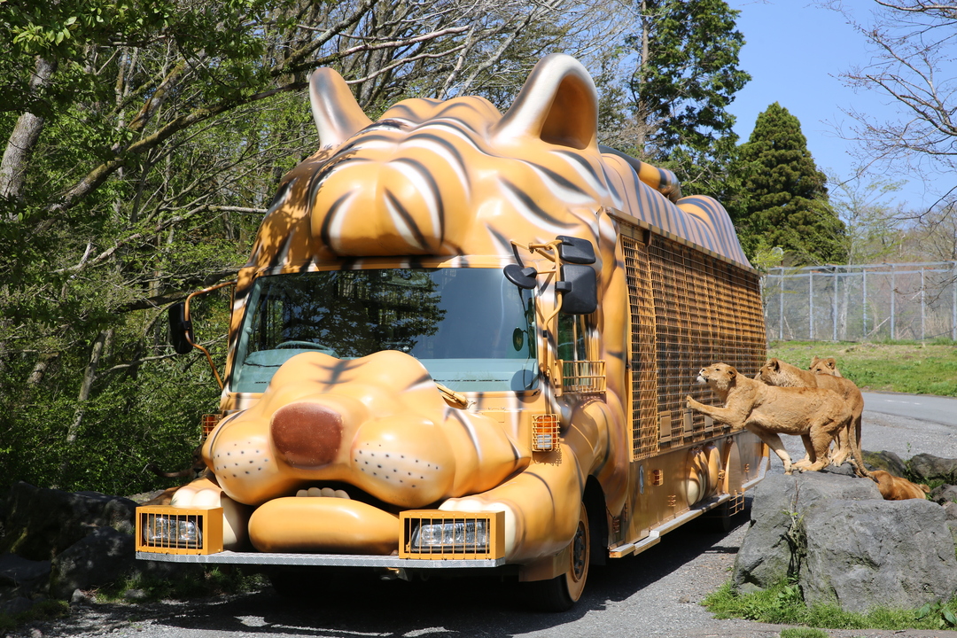 乘坐叢林巴士穿越非洲草原區（自費體驗）