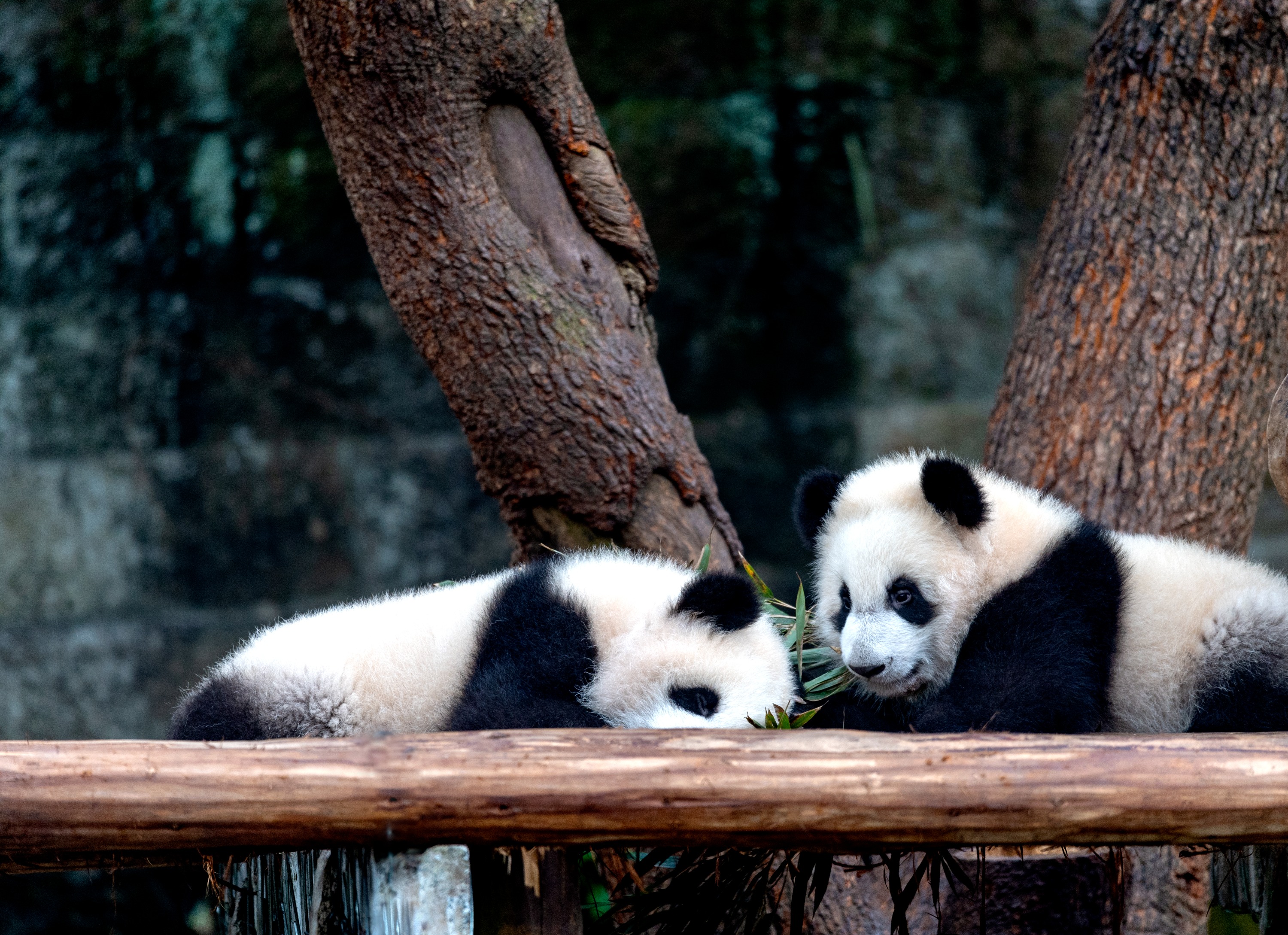 Private Car Tour: Chongqing Zoo & Chongqing China Three Gorges Museum & Hongyadong One Day Tour