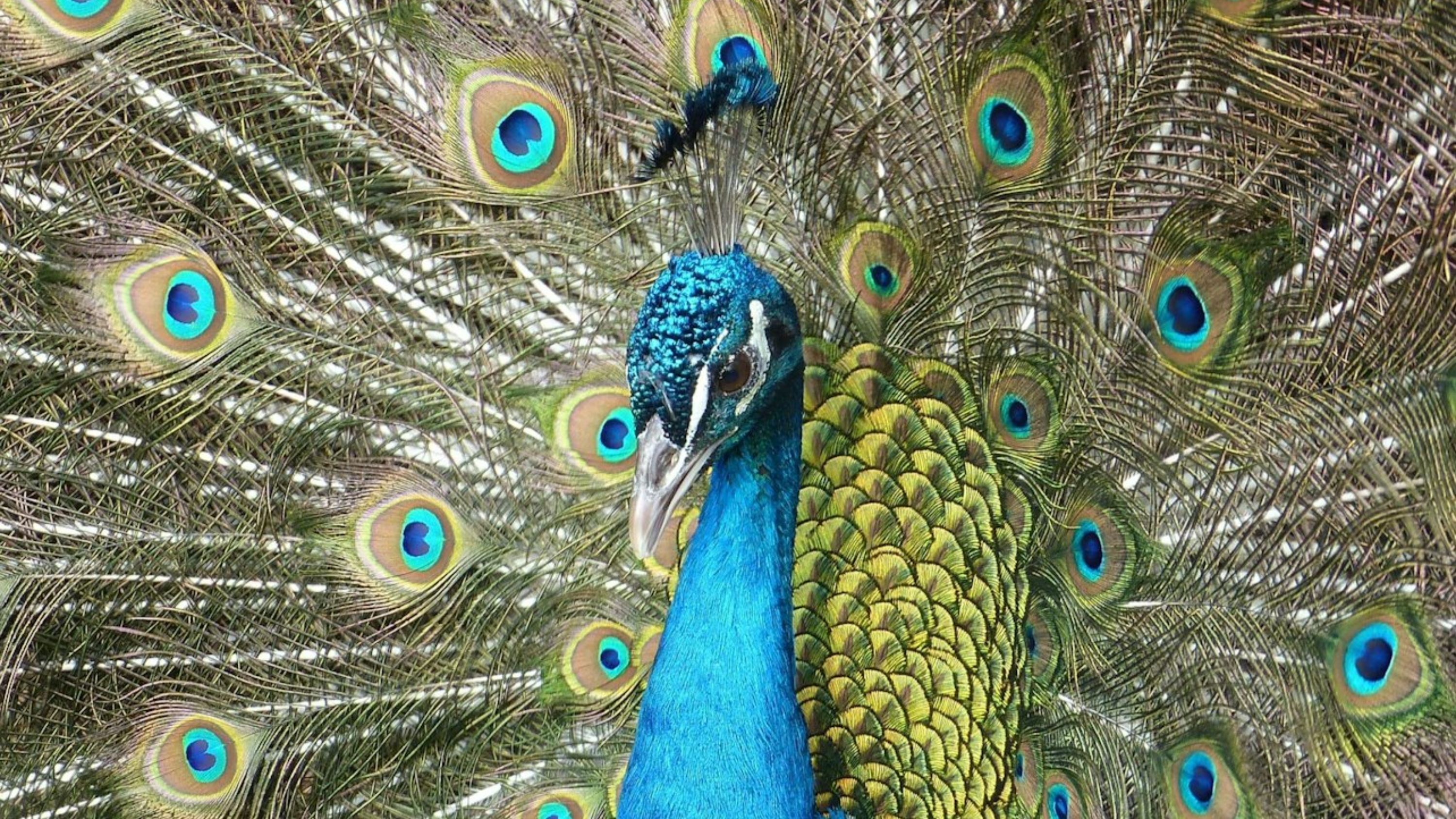 法國薩納裡-蘇爾梅爾ZOA動物園門票
