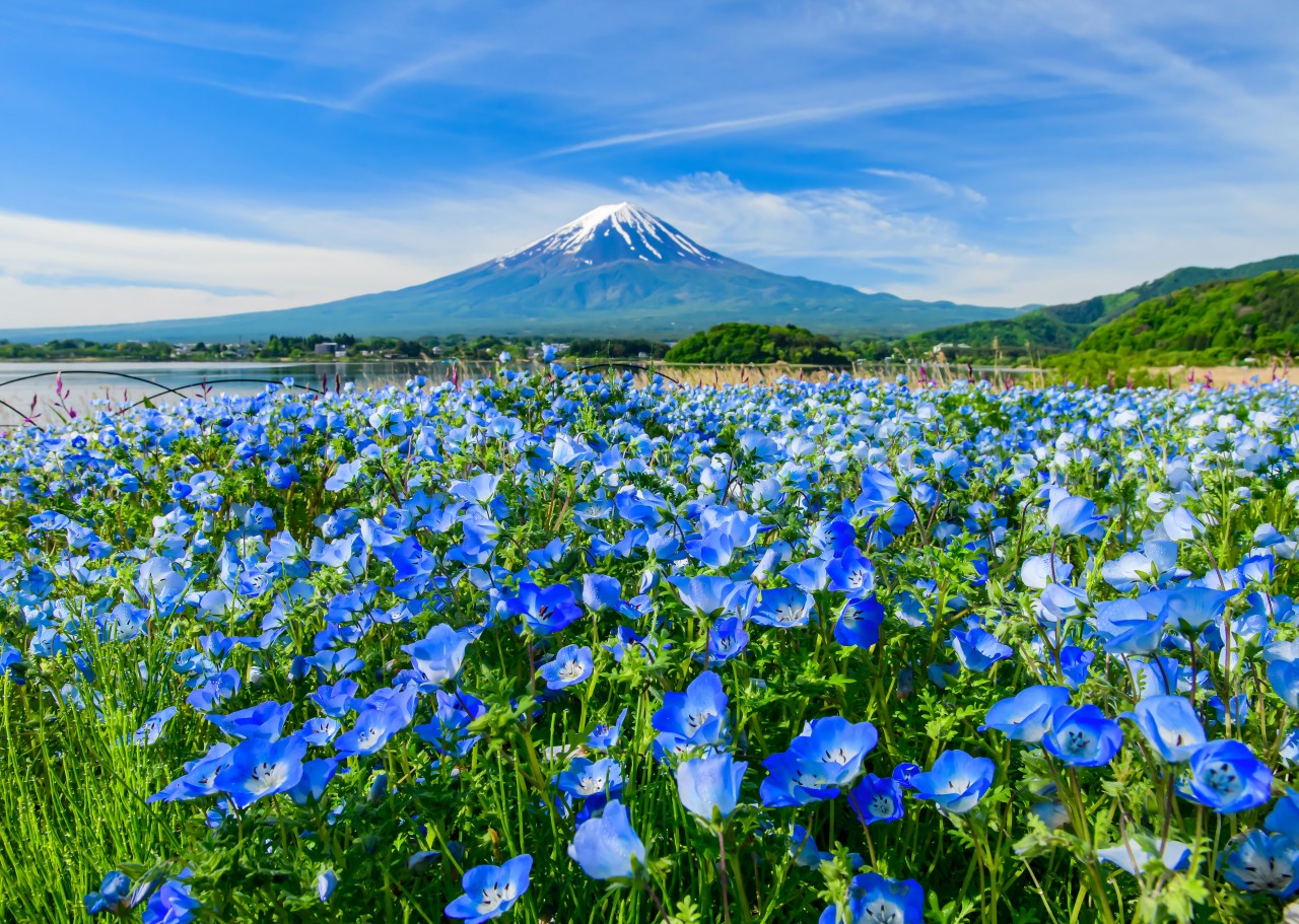 富士山壯麗美景或芝櫻節浪漫花海一日遊 （東京出發）