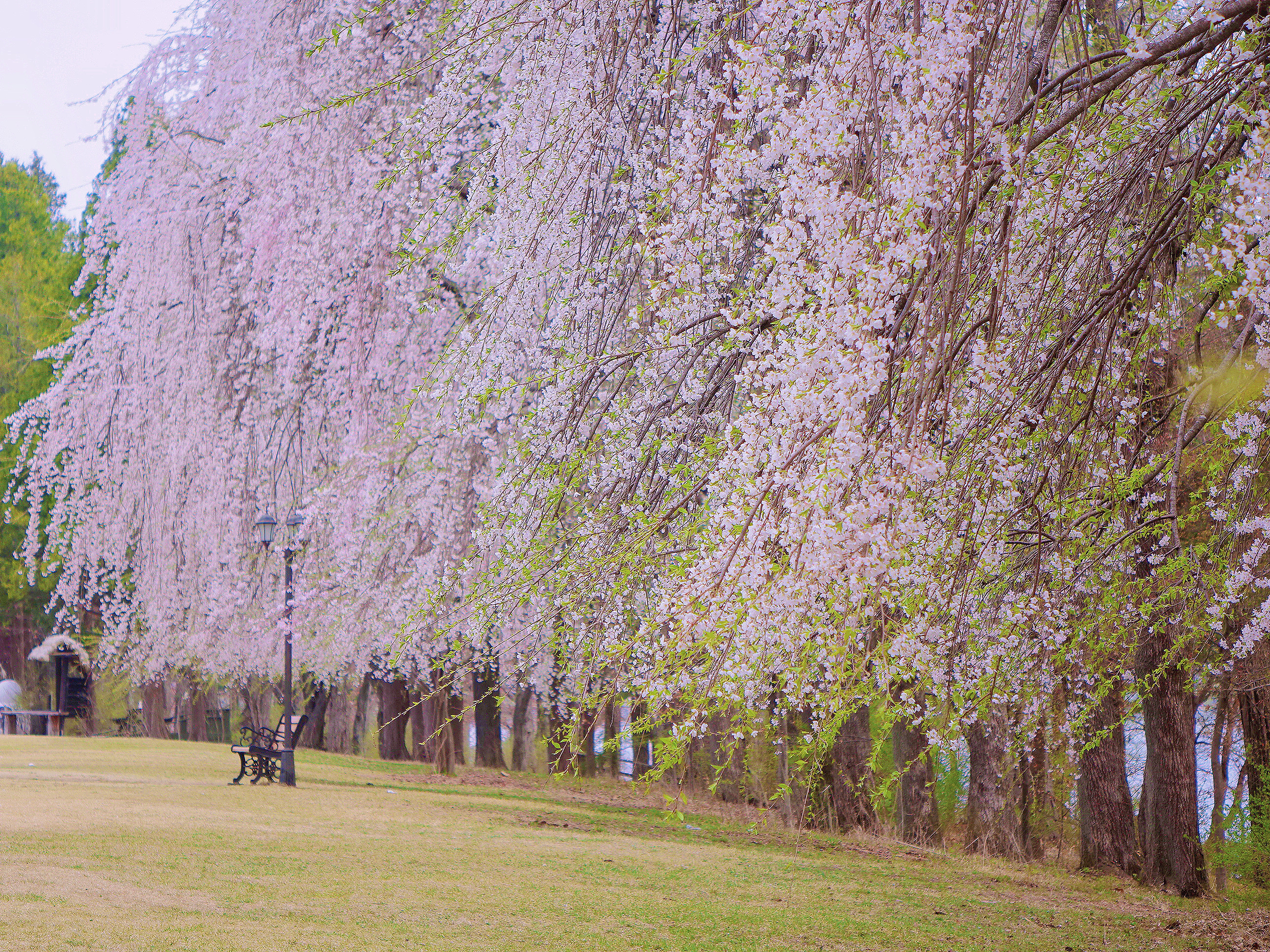 南怡島的春天清新、色彩繽紛，充滿生機。隨著天氣轉暖，島上遍布盛開的花朵和嫩綠的樹葉。櫻花、木蘭花和其他季節性花卉，打造出美麗的散步小徑，使其成為一個完美的