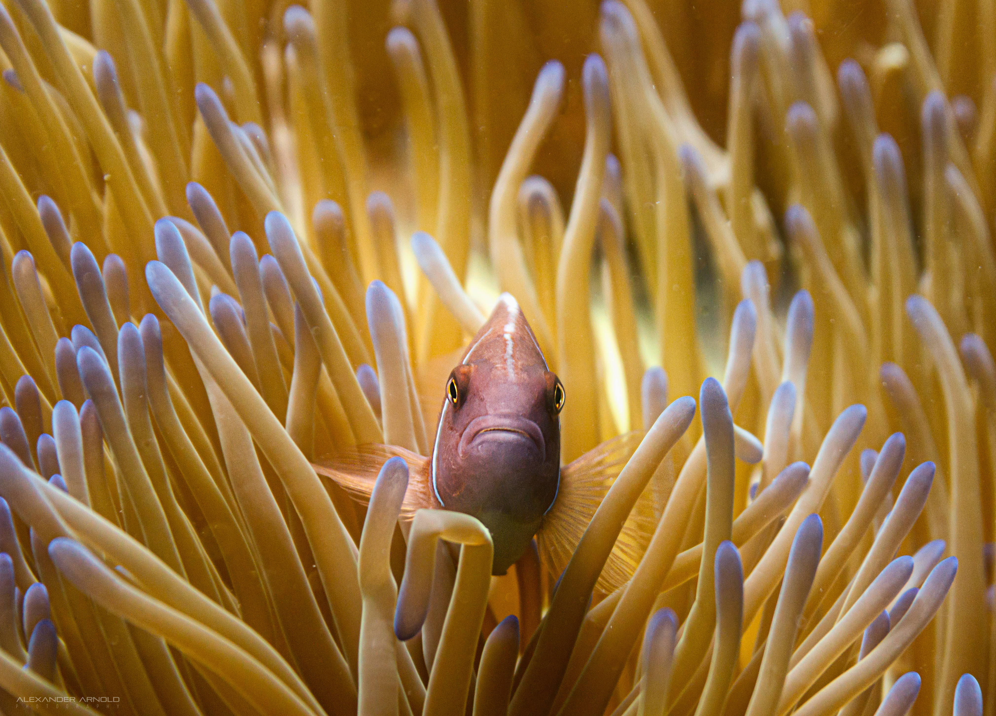 Try Scuba Diving in Koh Phangan with PADI 5 Star IDC Resort