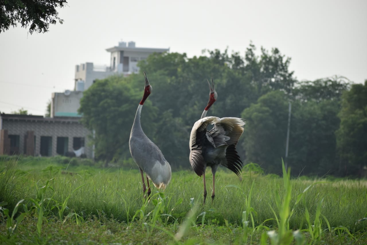 Bharatpur Bird Sanctuary Overnight Tour from Delhi