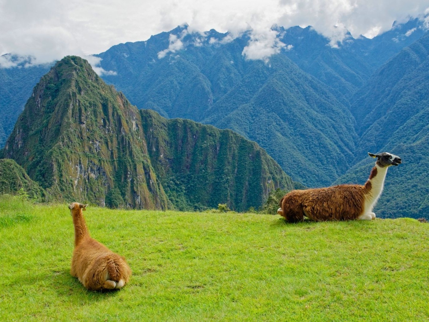 Llamas resting with the Andean mountains in the background.