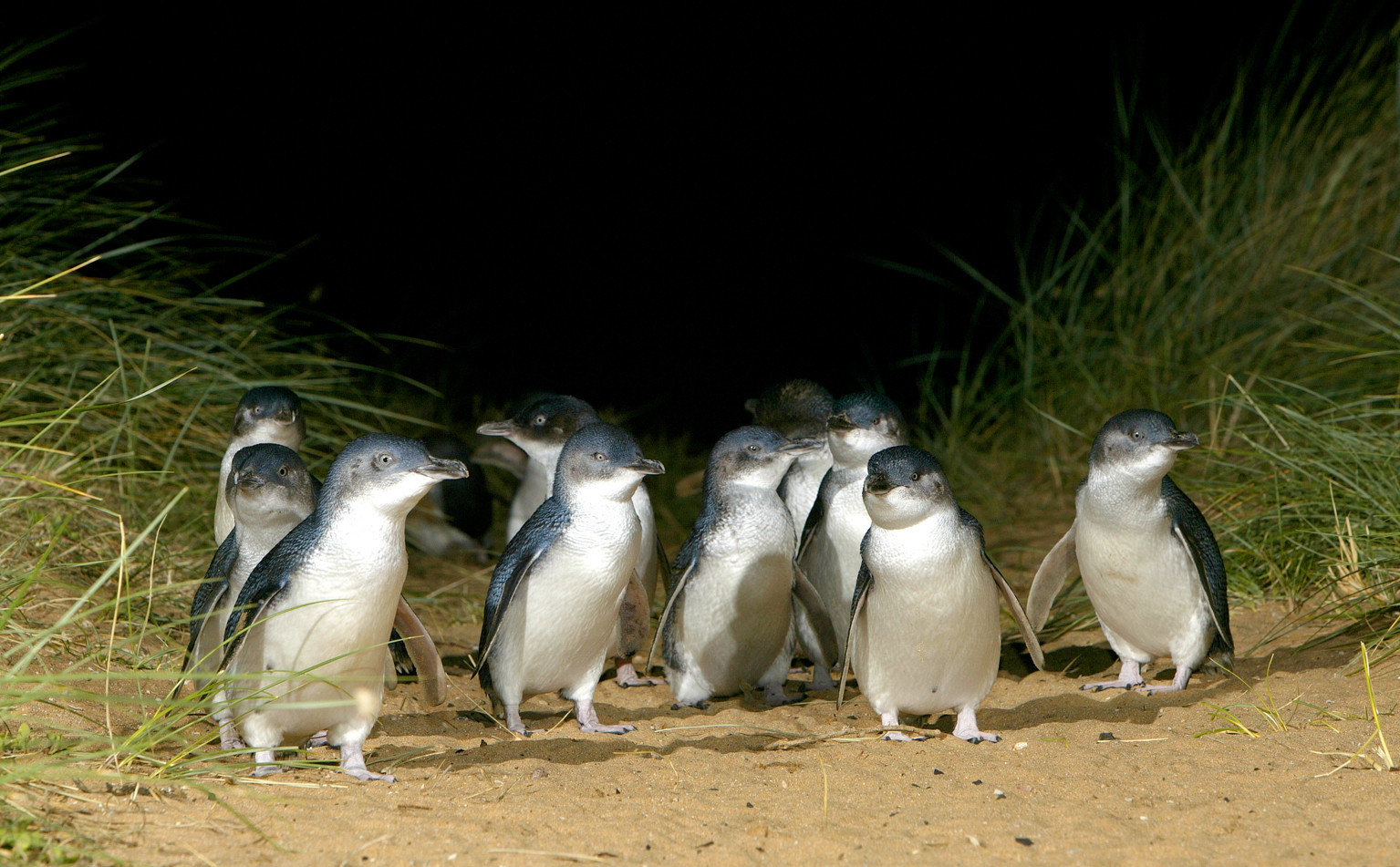 Puffing Billy & Penguins Day Tour from Melbourne