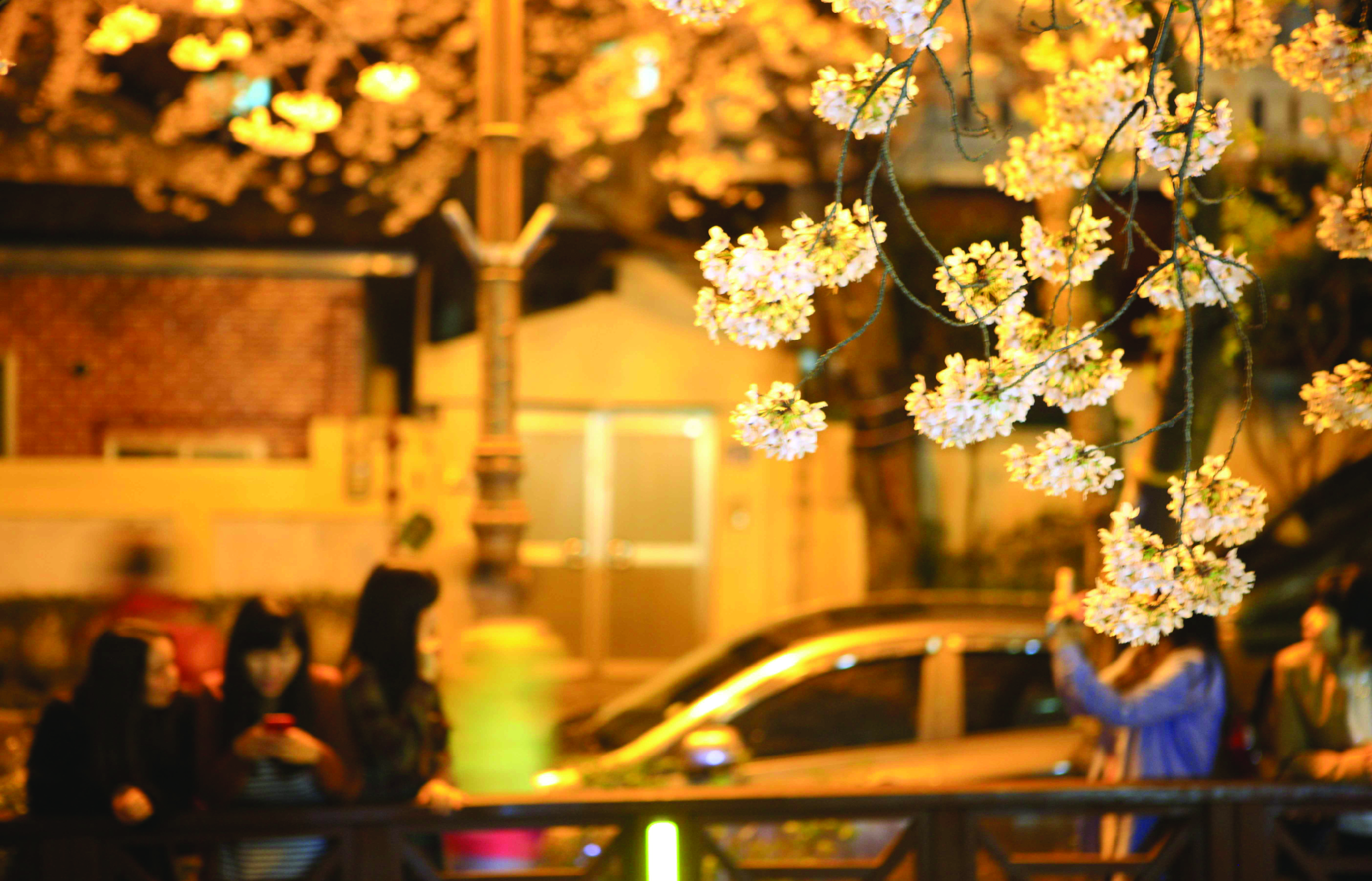 夜晚走在櫻花盛開的街道上感覺就像置身於童話故事中! 粉紅色的花朵在柔和的燈光下閃閃發光,氣氛寧靜而浪漫。 🌙🌷 夜晚走在櫻花盛開的街道上感覺就像置身於童話故事中! 粉紅色的花朵在柔和的燈光下閃閃發光,氣氛寧靜而浪漫。 🌙🌷