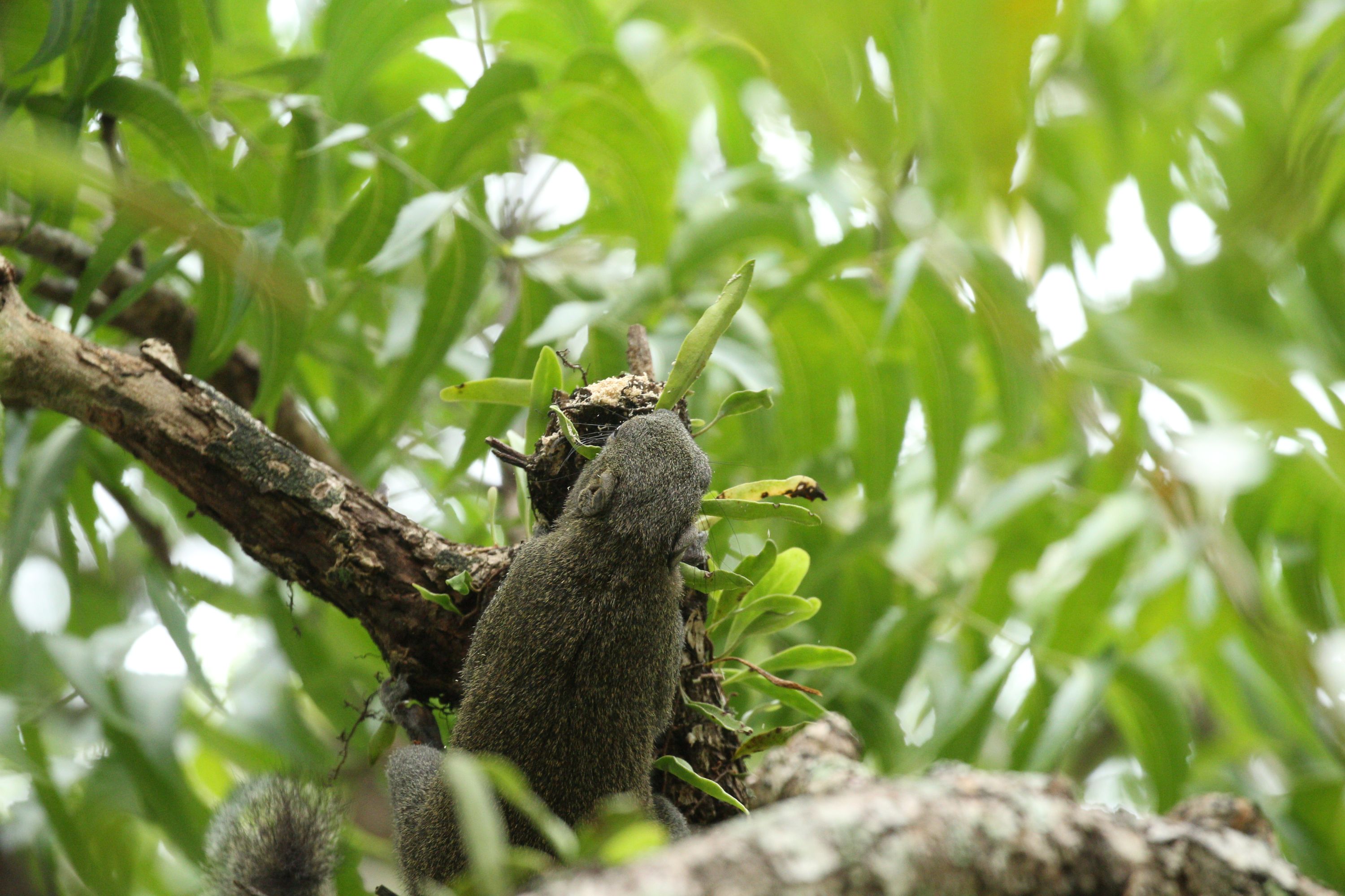 從活潑的松鼠到優雅的鳥兒,這裡的動物總能令人驚嘆不已。 從活潑的松鼠到優雅的鳥兒,這裡的動物總能令人驚嘆不已。