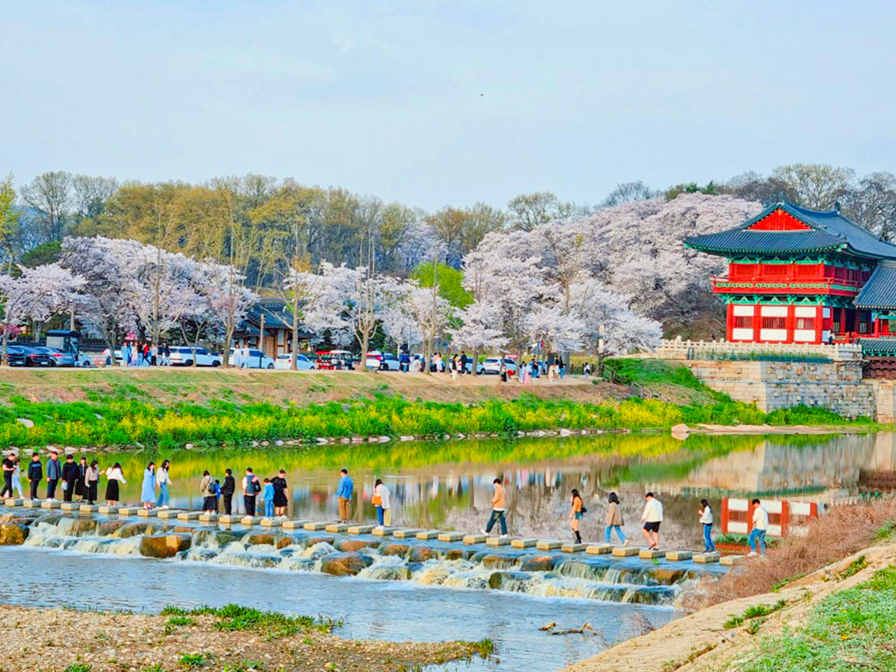 觀看遊客在櫻花下的石橋上穿行,為歷史悠久的景色增添生機。 觀看遊客在櫻花下的石橋上穿行,為歷史悠久的景色增添生機。