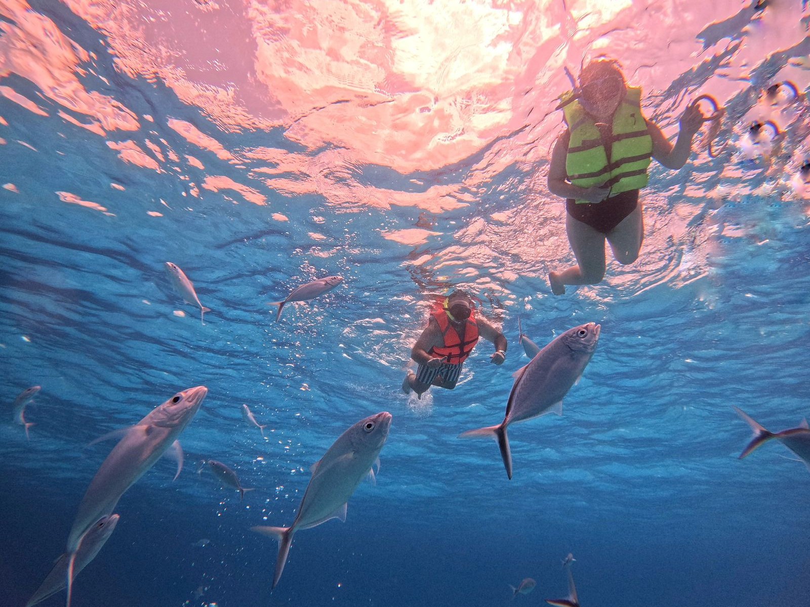 Snorkel at Palancar Reef in Cozumel, surrounded by colorful fish and stunning coral formations