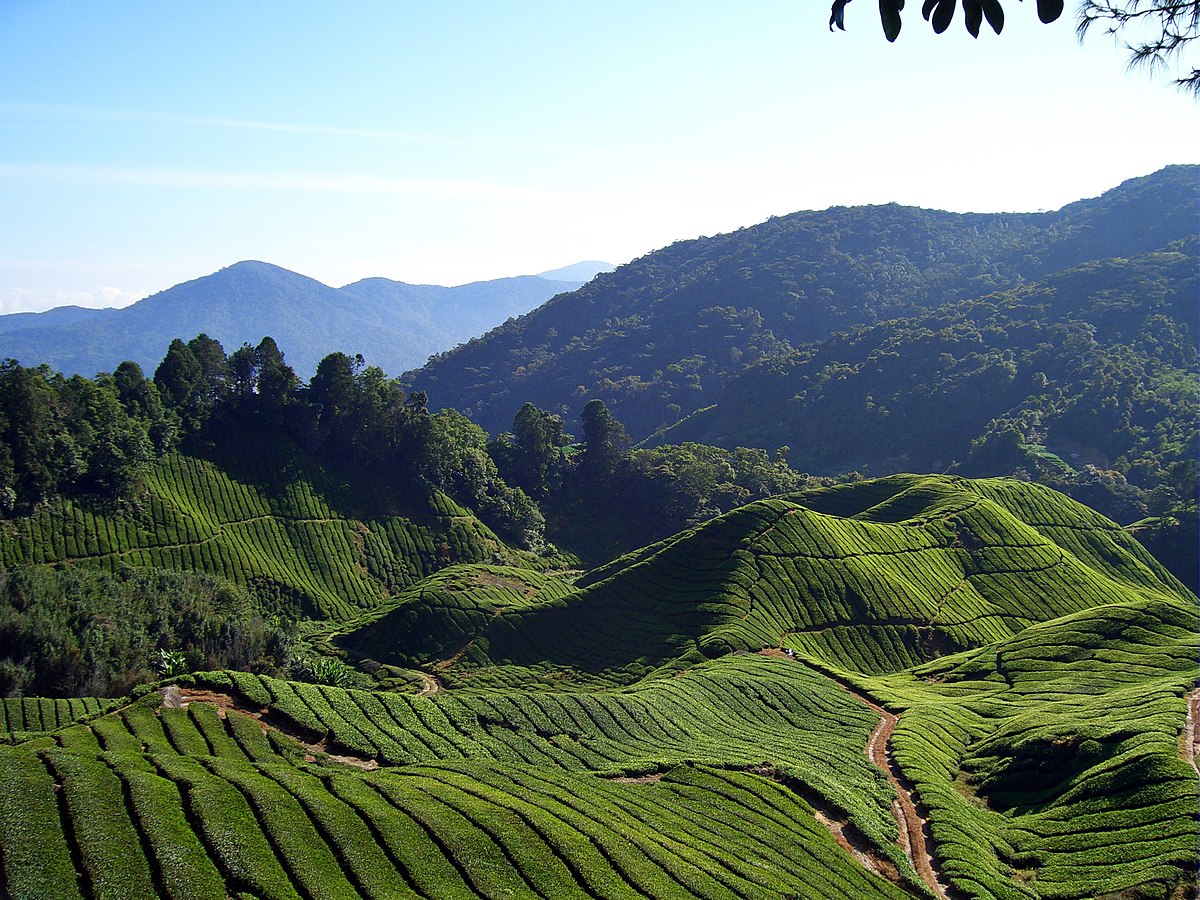 Cameron Highland Private Day Tour from Kuala Lumpur