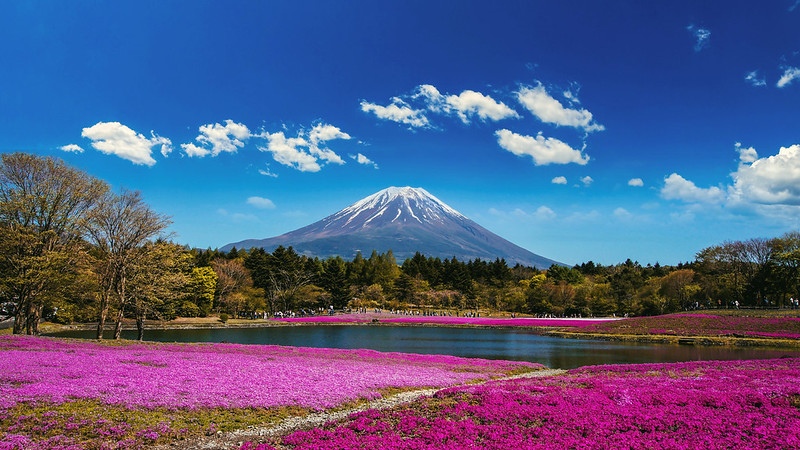 The famous Fuji Shibazakura Festival showcasing pink moss phlox in full bloom with Mt. Fuji.