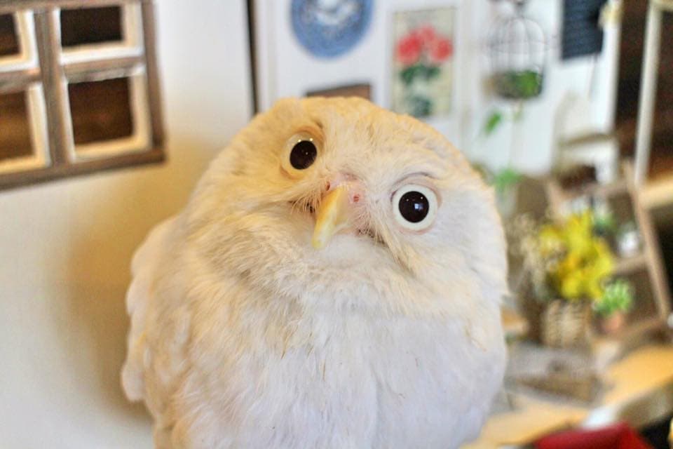 Owl Cafe Osaka - It's a hoot!