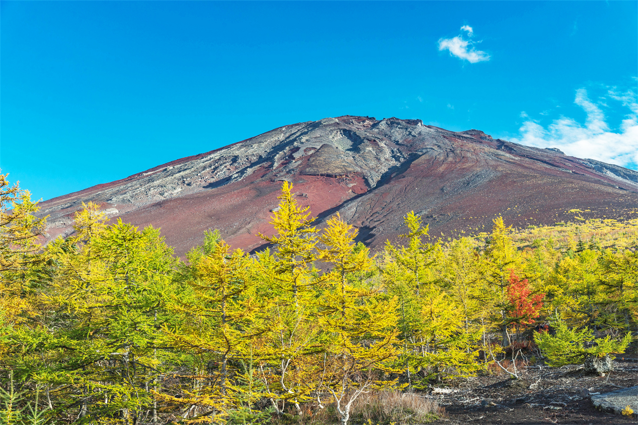暢遊富士山一日遊（東京出發）