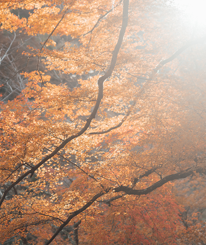 紅葉季｜京都東福寺＆伏見稻荷大社＆貴船神社賞楓一日遊｜4~13人精品小團