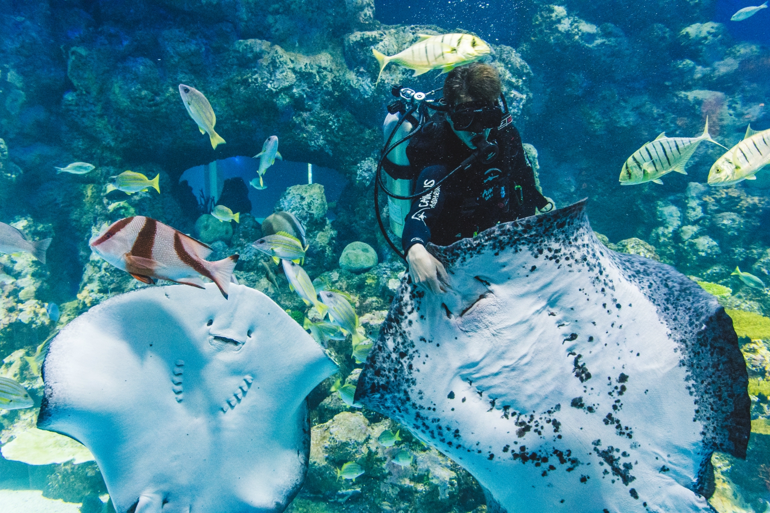 凱恩斯水族館門票