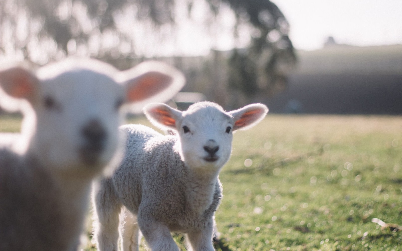 Mount Fuji popular scenic spots, Makaino Farm, Lake Tanuki, and Arakurayama Sengen Park day trip