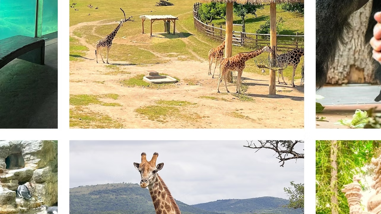 布拉格動物園 (Prague Zoo) 門票
