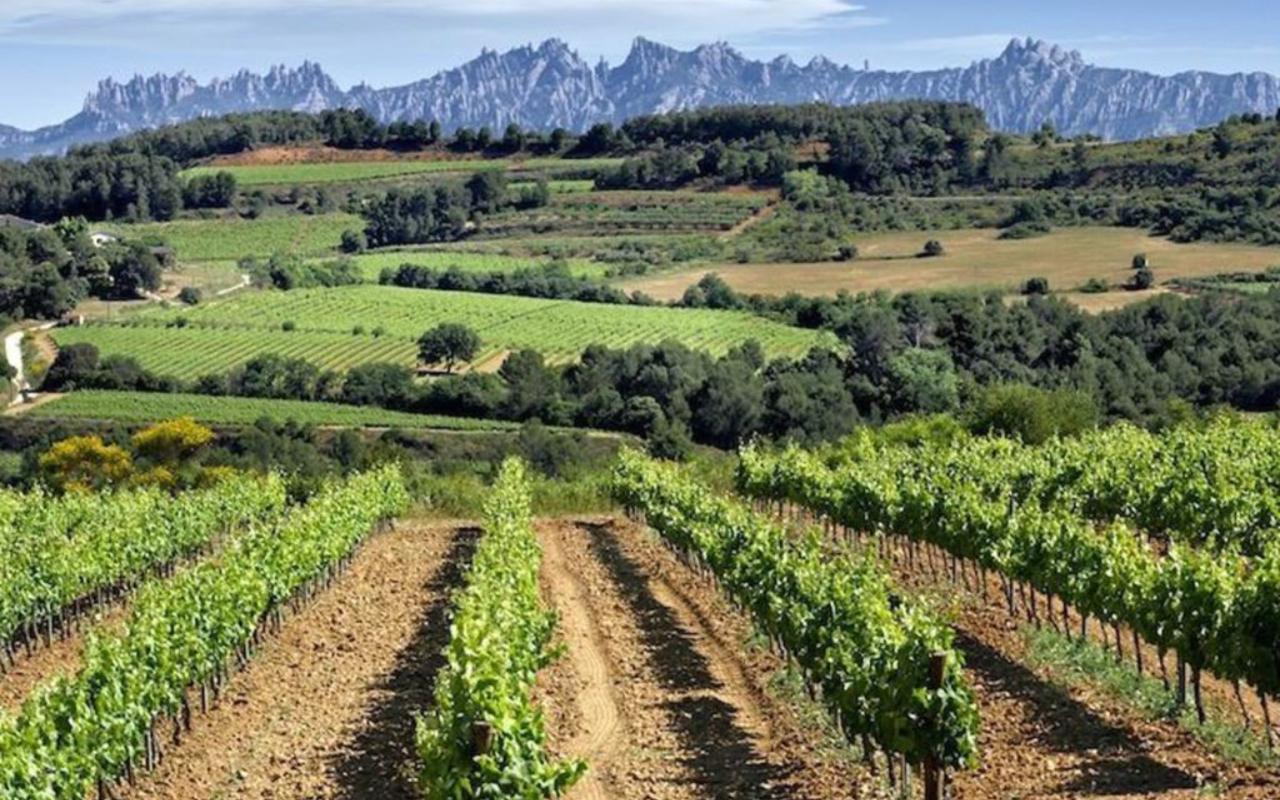Supercar driving experience to Penedes vineyards