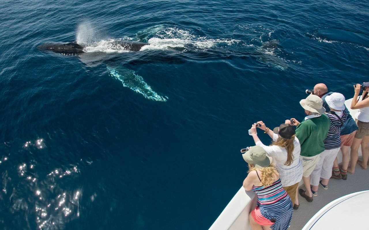 Banderas Bay Half-Day Whale Watching Tour in Vallarta