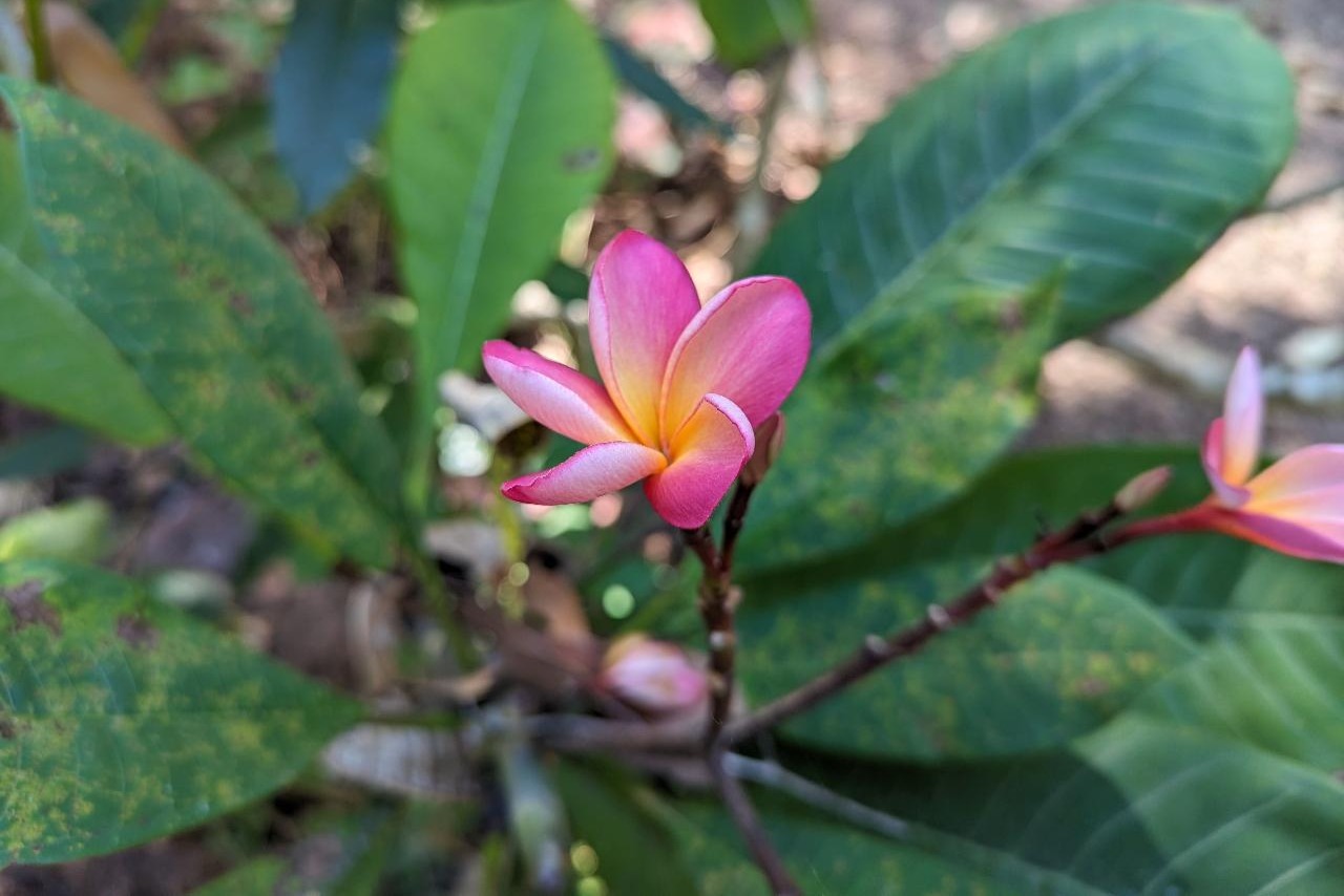 5 小時熱帶花園與觀光旅遊