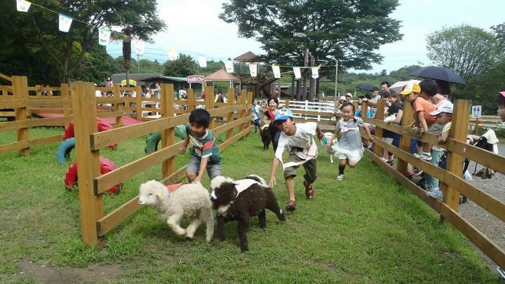 馬飼野牧場非常適合一家大小的遊客，兒童活動豐富多樣，如與羊比賽跑的「賽跑表演」、與山羊散步的互動體驗、勇敢者道路、蹦床等，保證孩子們玩得開心。
在這裡，以雄偉的富士山為背景，聽著發動機的聲響，慢慢欣賞田園景色，是一次輕鬆又充滿趣味的體驗。