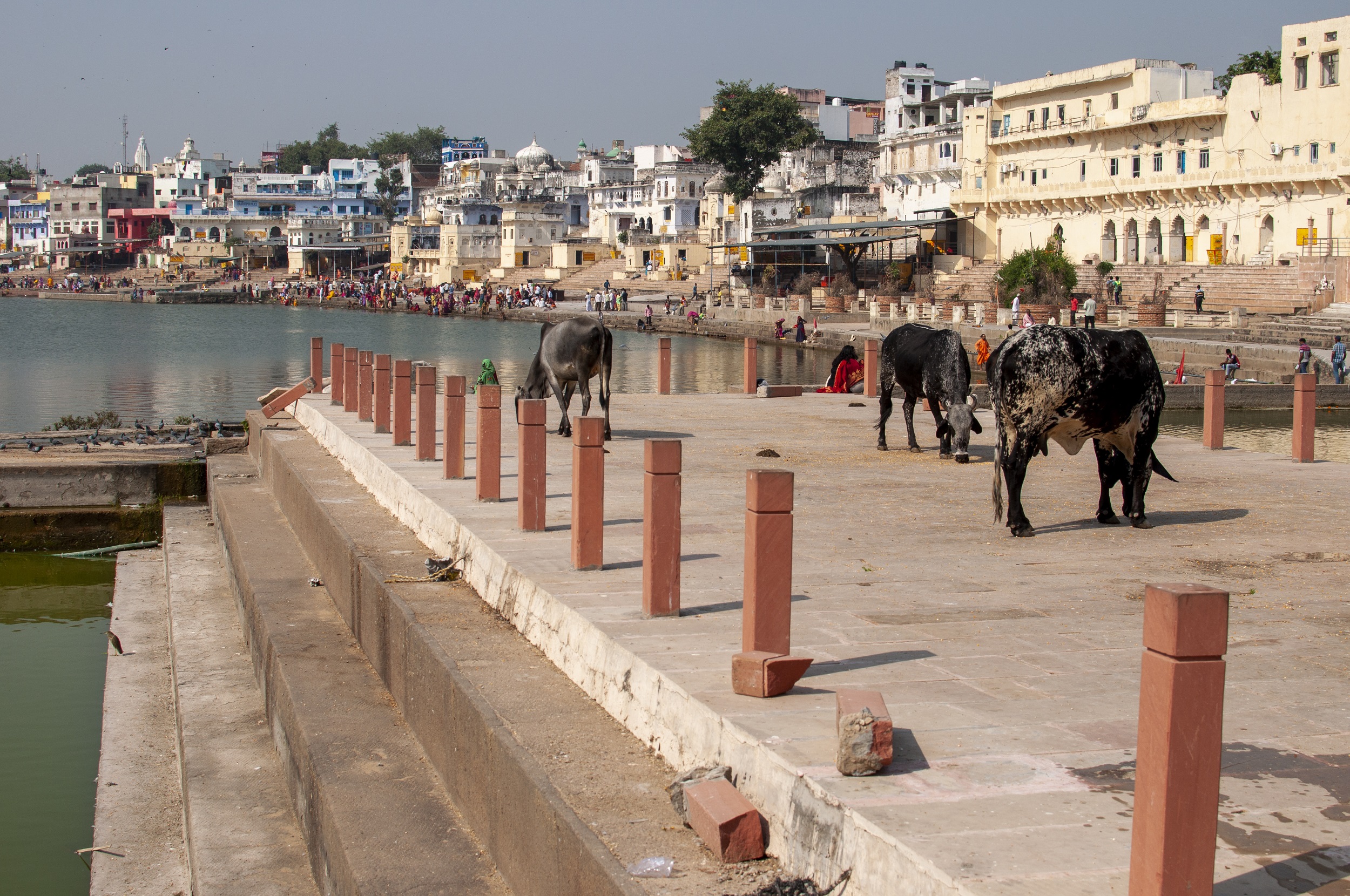 A Day Trip of Pushkar from Jaipur with Local Guide