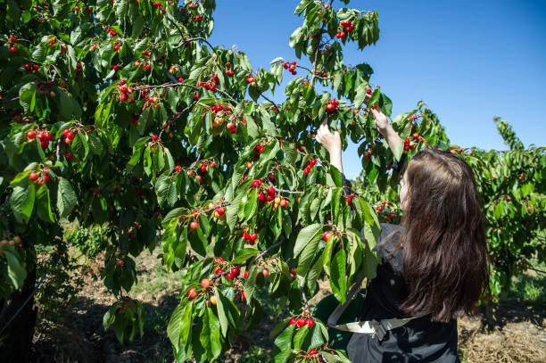 All-Inclusive Cherry Picking Day Tour from Sydney