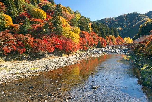 香嵐溪紅葉 & 橙子採摘一日遊（大阪出發）