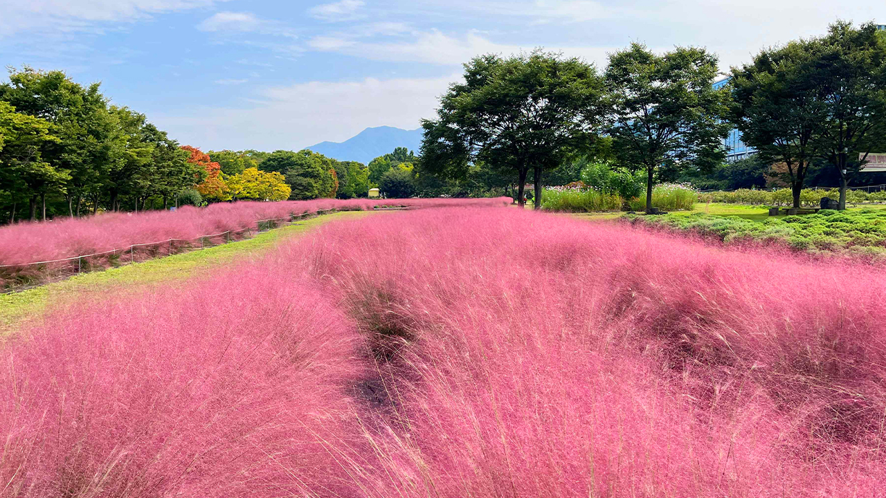 粉黛亂子草花海是首爾近郊秋季最上鏡的景點之一。 粉黛亂子草花海是首爾近郊秋季最上鏡的景點之一。
