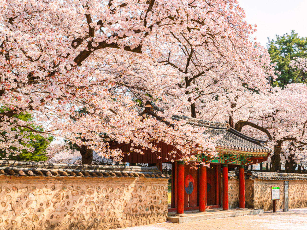 漫步於櫻花爛漫、承載著皇家歷史的慶州大陵苑石牆邊。 漫步於櫻花爛漫、承載著皇家歷史的慶州大陵苑石牆邊。