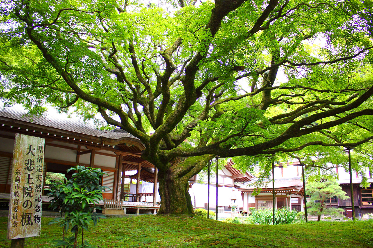 九州糸島｜白絲瀑布·雷山千如寺·一蘭拉麵之森·櫻井二見浦 夫婦巖一日遊｜福岡出發